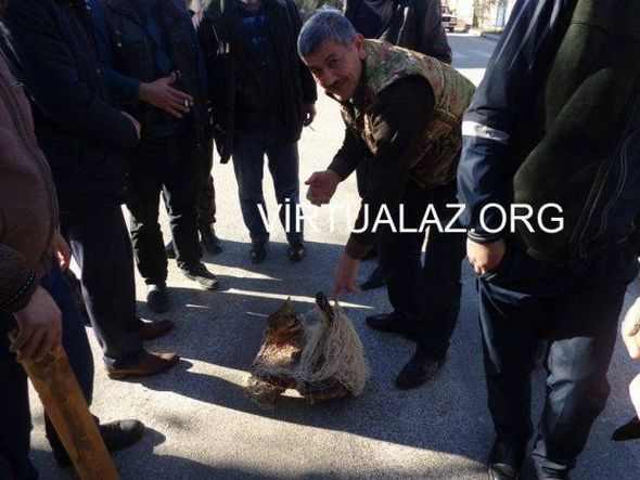 Salyanın mərkəzində vaşaq tutuldu  â€“ FOTO
