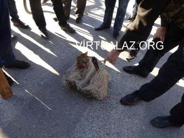 Salyanın mərkəzində vaşaq tutuldu  â€“ FOTO