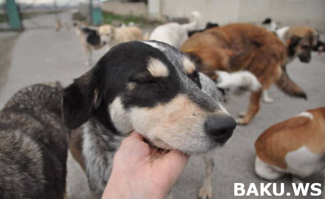 Bakıda gəlindən qəribə hərəkət:   Toy fotosessiyasını küçə itləri ilə etdi (FOTO)