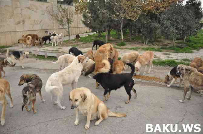 Bakıda gəlindən qəribə hərəkət:   Toy fotosessiyasını küçə itləri ilə etdi (FOTO)