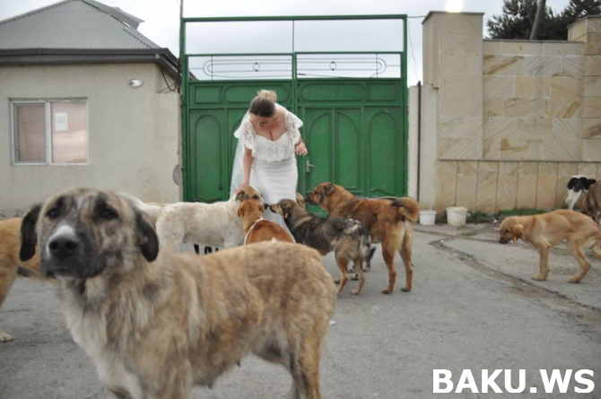 Bakıda gəlindən qəribə hərəkət:   Toy fotosessiyasını küçə itləri ilə etdi (FOTO)