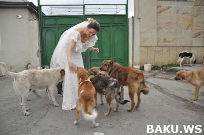 Bakıda gəlindən qəribə hərəkət:   Toy fotosessiyasını küçə itləri ilə etdi (FOTO)