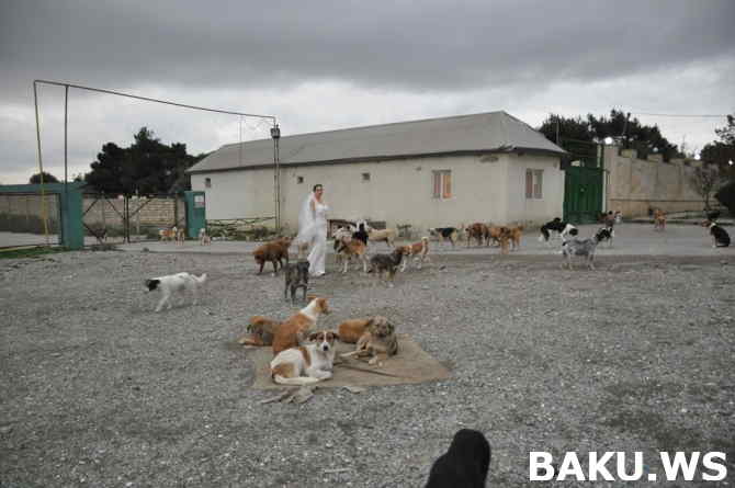 Bakıda gəlindən qəribə hərəkət:   Toy fotosessiyasını küçə itləri ilə etdi (FOTO)