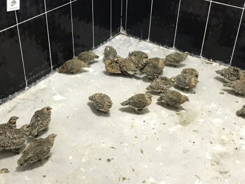 Azərbaycanlı A.H ərəb kəkliyi ilə SAXLANILDI: 20 min CƏRİMƏLƏNDİ (FOTOLAR)