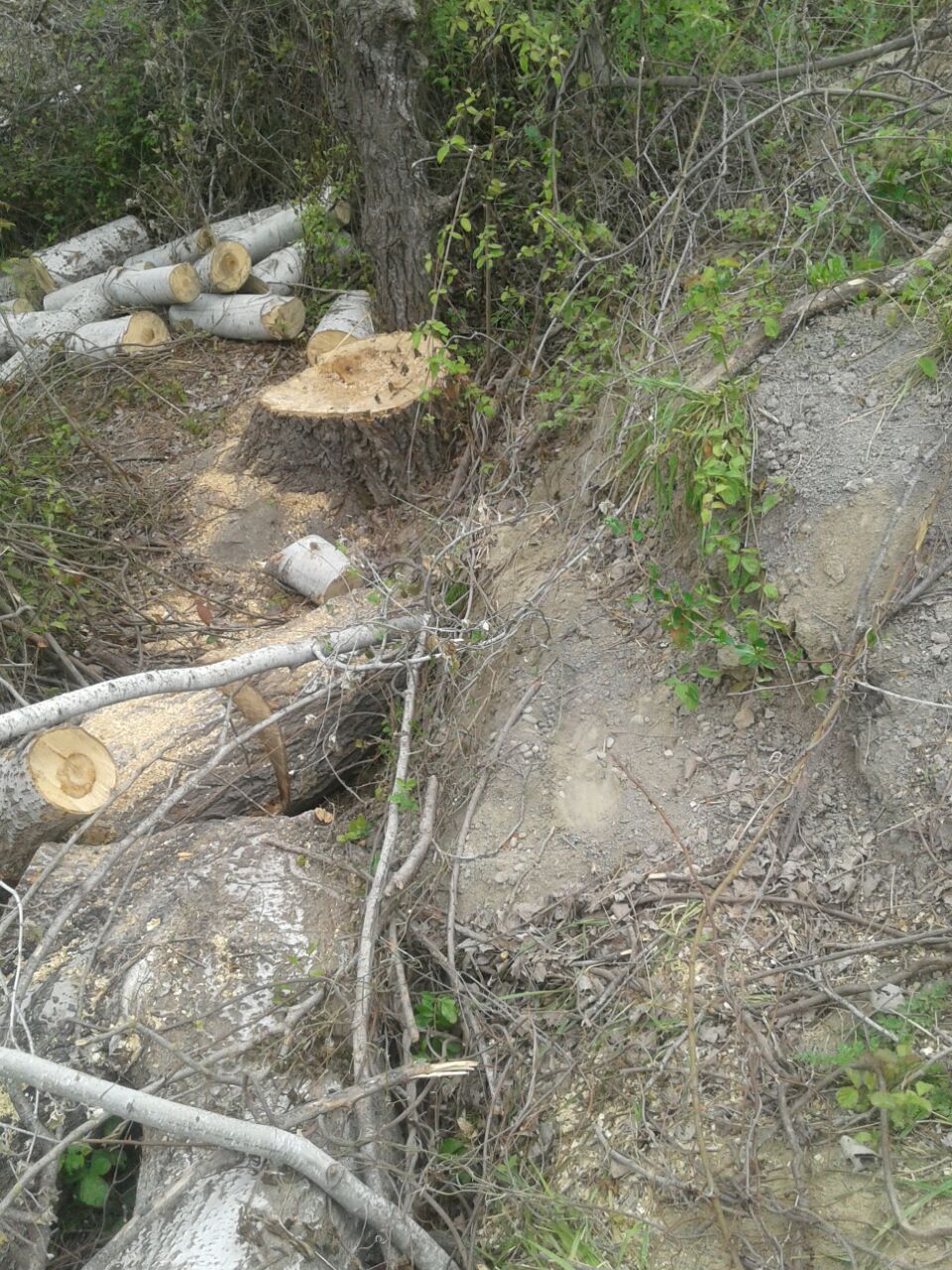Təbiətə 7580 manat ziyan dəydi   - FOTO