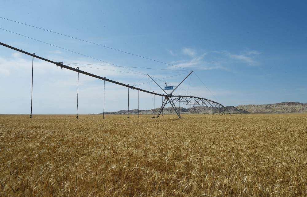 Dövlət başçısı Region Agro MMC-nin açılışında    - YENİLƏNİB-FOTOLAR