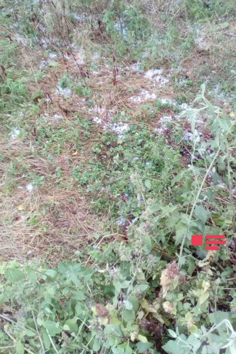 Göygölə dolu yağıb, ağaclar qırılıb, fərdi təsərrüfatlara ziyan dəyib -  FOTO