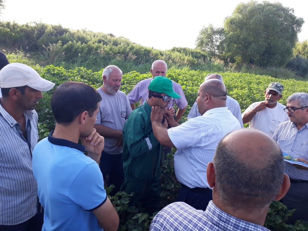 Pambıq tarlalarına giriş    QADAÄžAN EDİLDİ - FOTOLAR