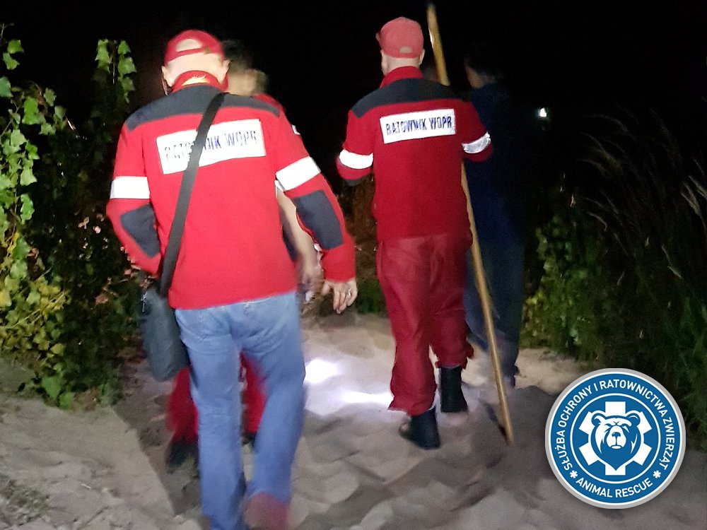Piton ilanın axtarışı dayandırıldı -  VİDEO