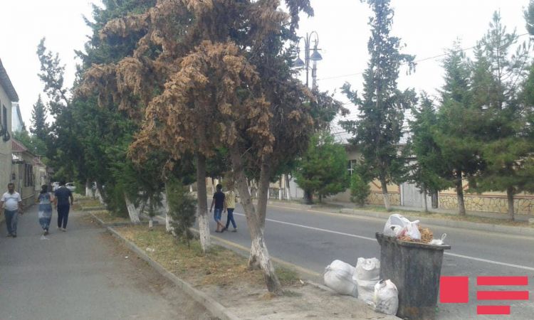 Ucar şəhərində ağaclar qurudu -  suvarılma işləri aparılmayıb 