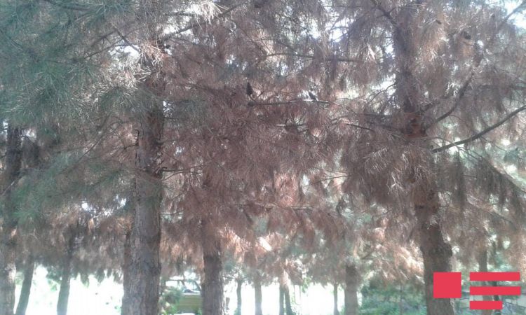 Ucar şəhərində ağaclar qurudu -  suvarılma işləri aparılmayıb 