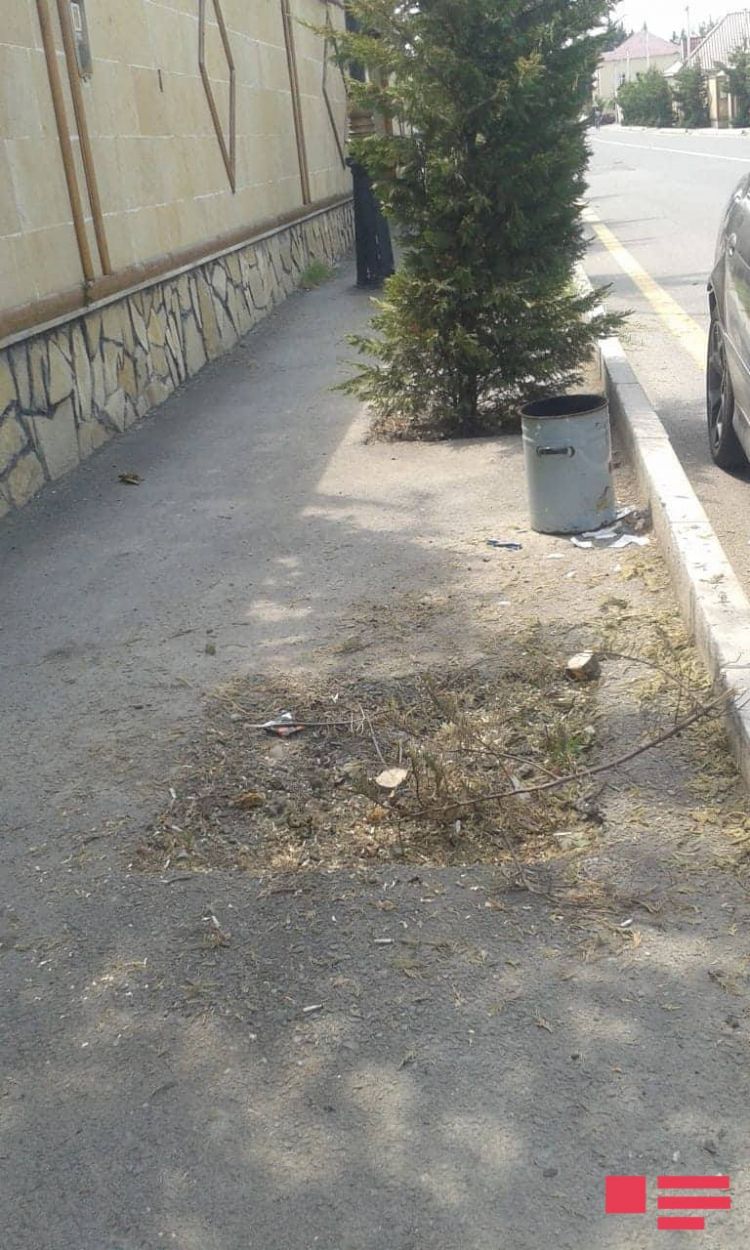 Ucar şəhərində ağaclar qurudu -  suvarılma işləri aparılmayıb 