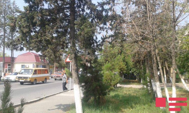 Ucar şəhərində ağaclar qurudu -  suvarılma işləri aparılmayıb 