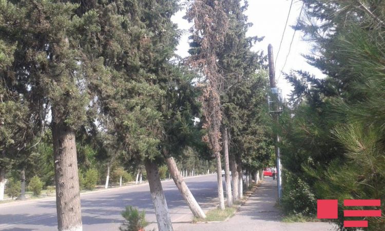 Ucar şəhərində ağaclar qurudu -  suvarılma işləri aparılmayıb 