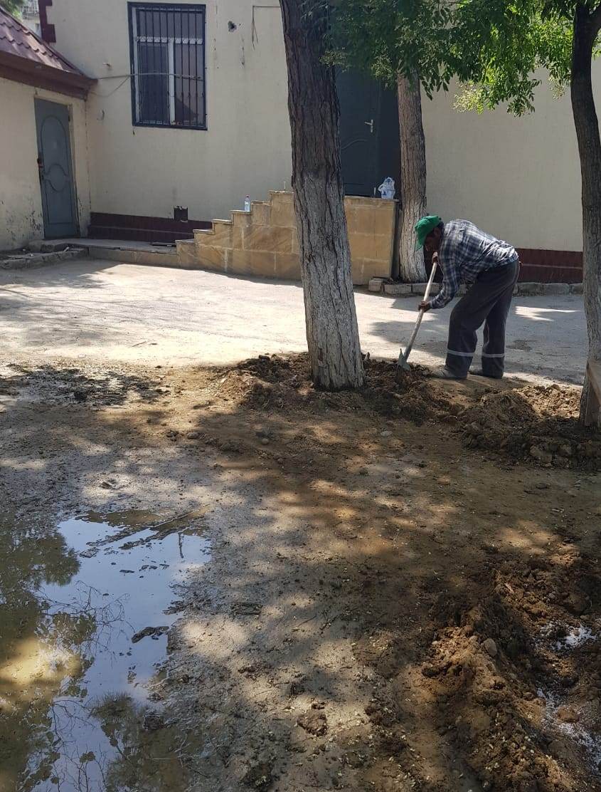 Nazirlik qəsdən qurudulmasına cəhd göstərilən yaşıllığı himayəsinə götürdü   - FOTO