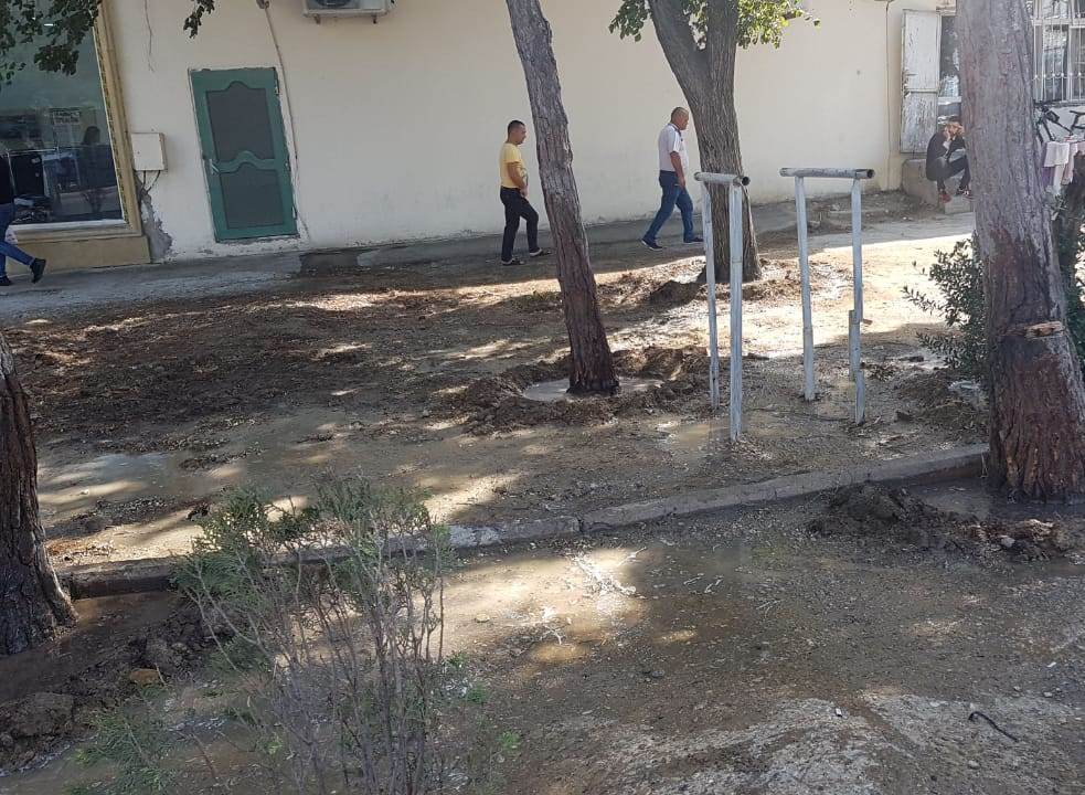 Nazirlik qəsdən qurudulmasına cəhd göstərilən yaşıllığı himayəsinə götürdü   - FOTO