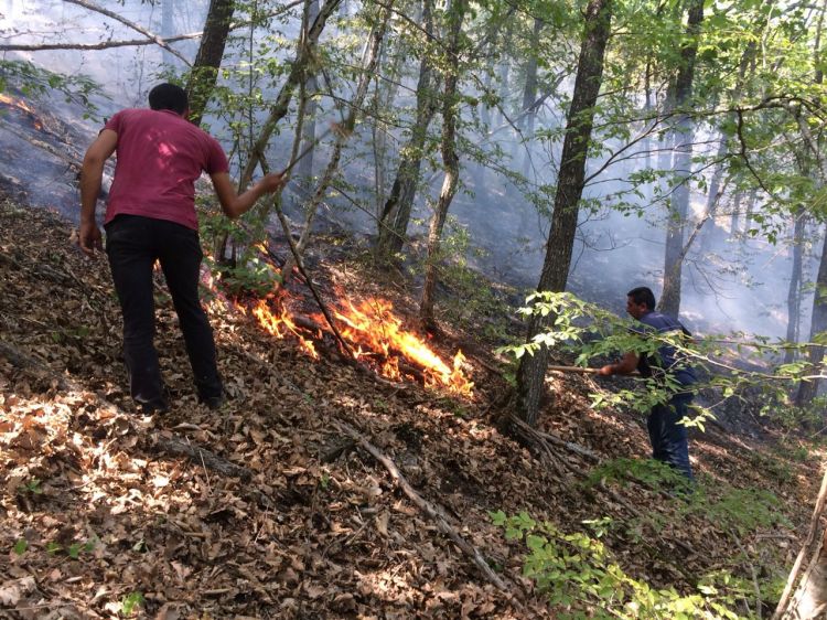 Altıağac Milli Parkında yanğının söndürülməsi davam etdirilir  - FOTO
