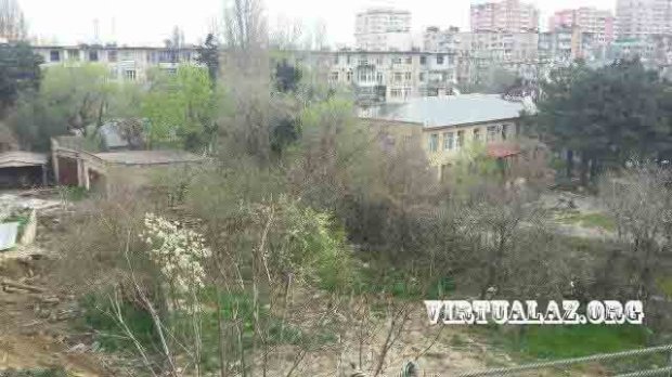 Asif Əsgərovun yaxın adamı ağacları kəsdirdi -  Yerində bina tikir (FOTOLAR)