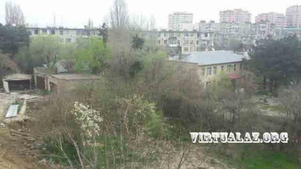 Asif Əsgərovun yaxın adamı ağacları kəsdirdi -  Yerində bina tikir (FOTOLAR)