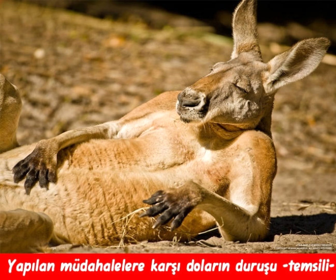 Əhali dolların bahalaşmasına belə reaksiya verdi -  FOTOLAR