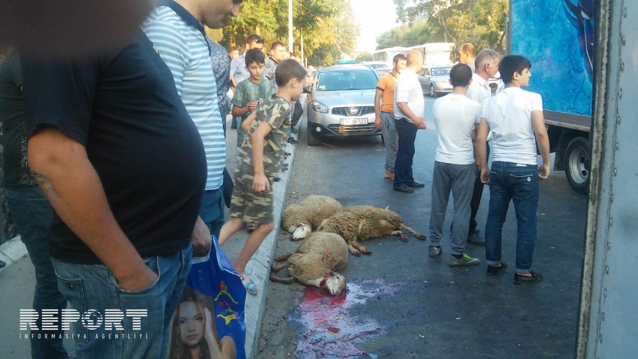 Bakıda heyvanları daşıyan yük maşını aşdı -  FOTO