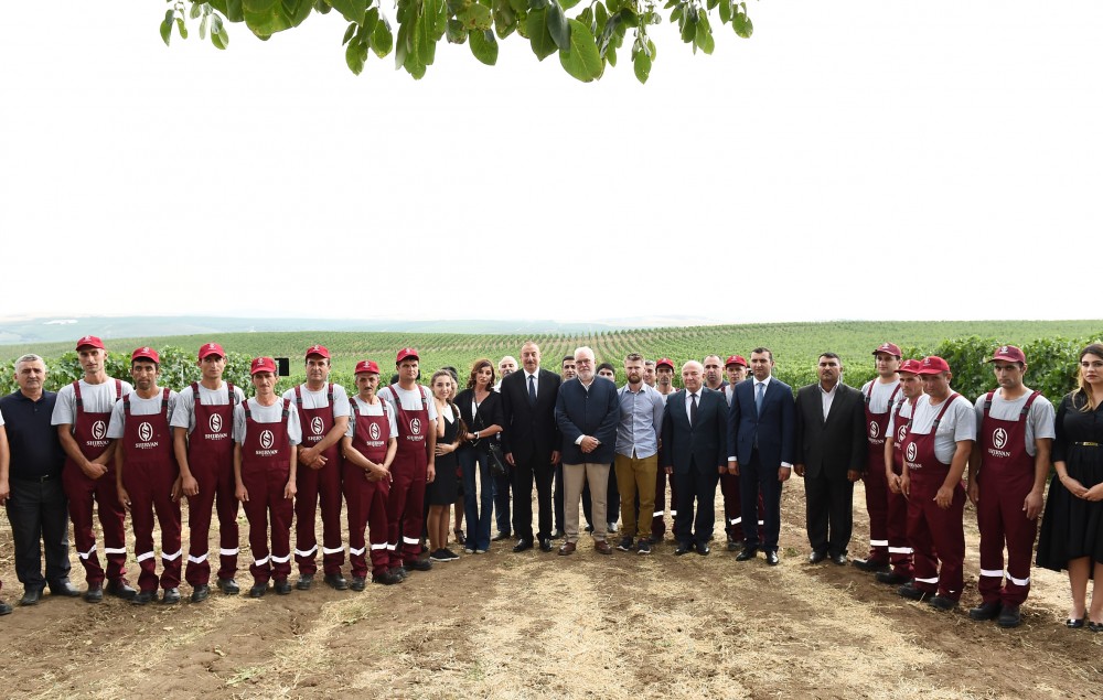 Şərabçılıq kompleksi istifadəyə verildi: Prezident açılışda - FOTOLAR