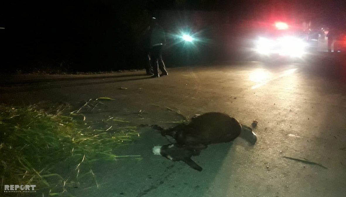 Uzunqulaqla gedən yaşlı kişini maşın vurdu -  FOTO