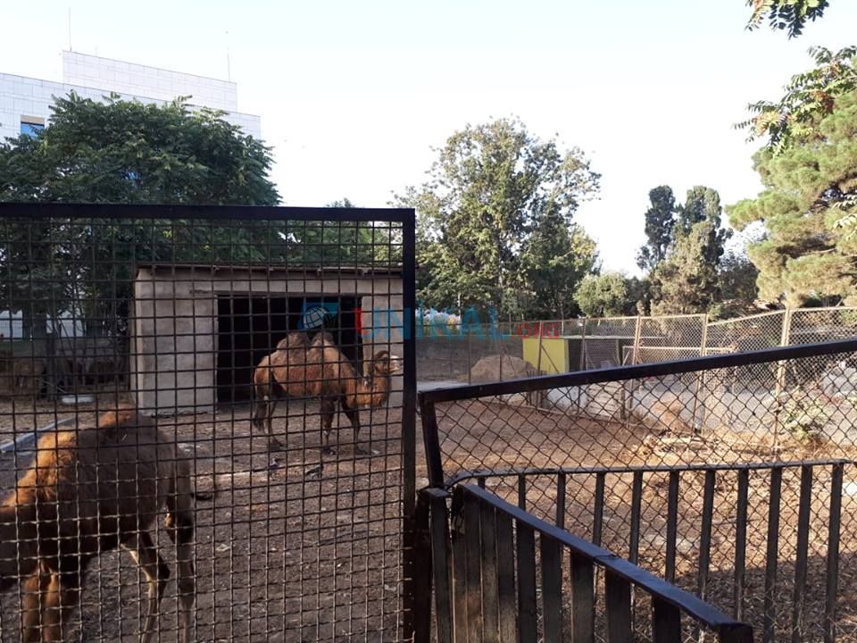 Bu tarixdən Bakı Zooparkı bağlanır     - FOTOLAR