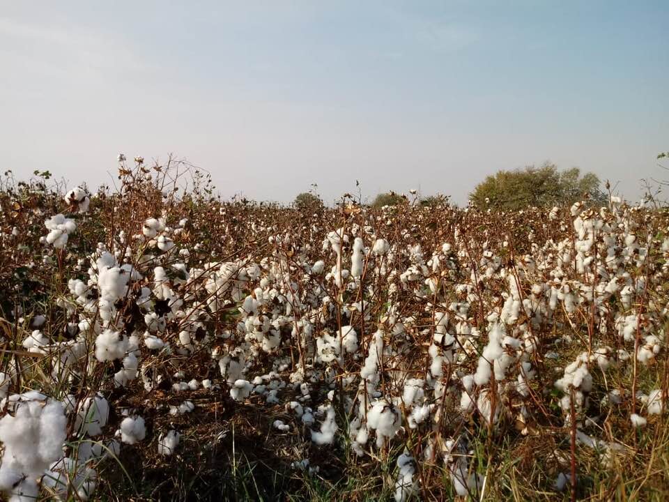 Pambıq sahələrdə qalaraq çürüyür     - FOTOLAR