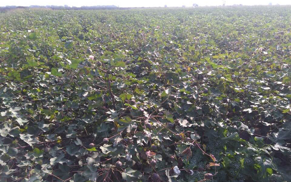 Pambıq sahələrdə qalaraq çürüyür     - FOTOLAR
