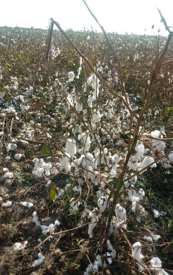 Pambıq sahələrdə qalaraq çürüyür     - FOTOLAR