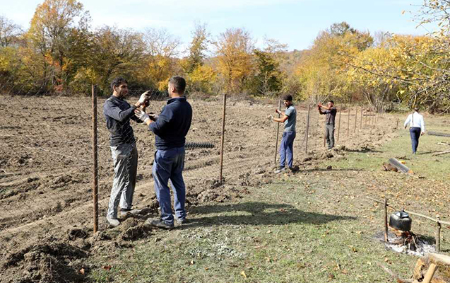 Azərbaycanda 125 ailə üçün təsərrüfatlar yaradılır: Sosial bağlar layihəsi  - FOTOLAR