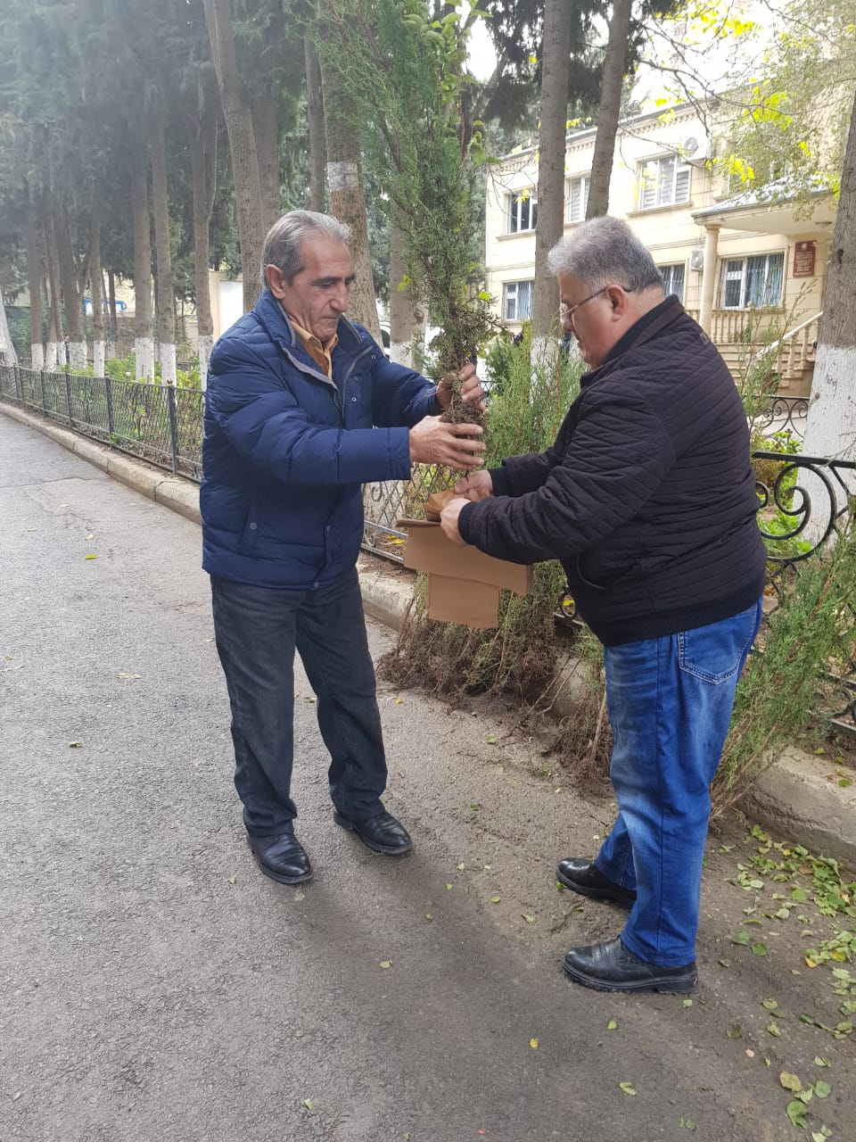 Vətəndaşlara pulsuz tinglər paylanıldı    - FOTOLAR