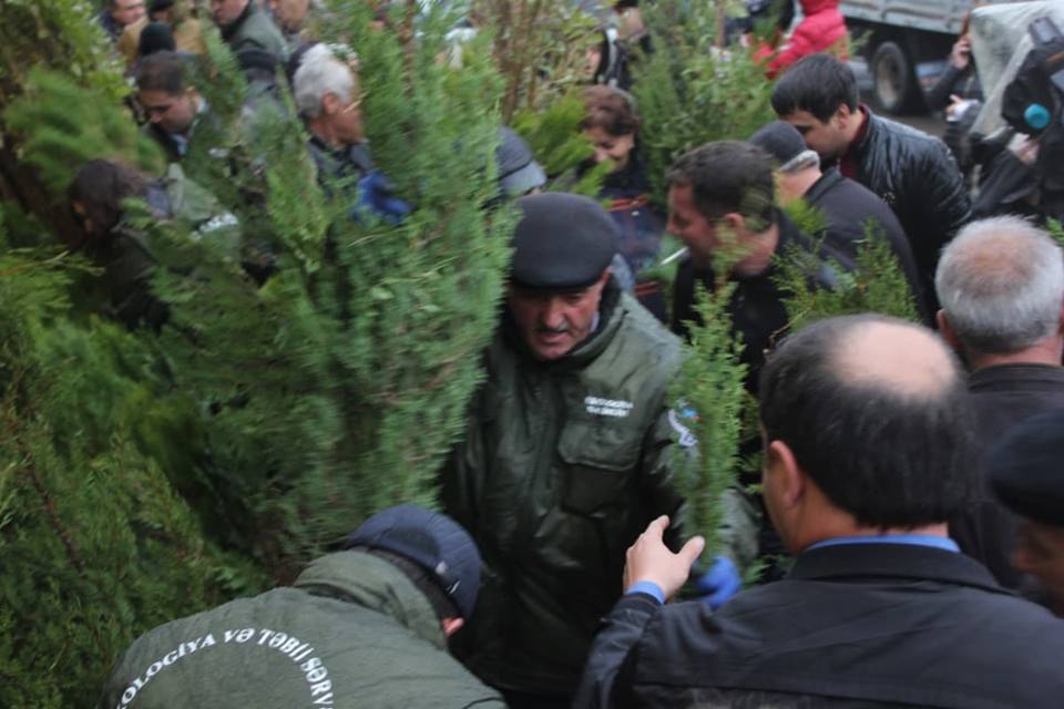 Vətəndaşlara 8000-ə yaxın ağac tingləri paylanıldı    - FOTOLAR
